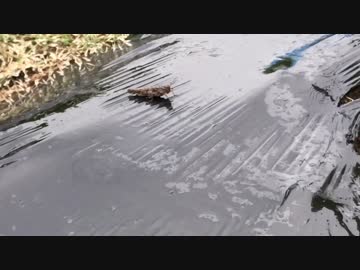 性的嗜好によっては興奮するかもしれない雨と虫