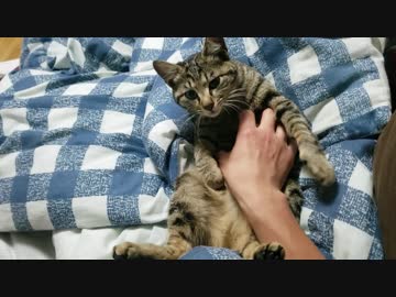 舐めたあとこちらを確認するにゃんこ