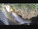 平成最後の管釣り inウキウキランド