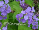 誕生日に贈る言葉～4月30日生まれの独創性のあるあなたに－聴きものがたり