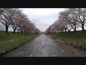 桜前線レ〇プ！春のツーリングライダーと化した先輩