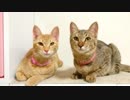 トラねこ5きょうだい（4）1ちゃん4ちゃん 避妊手術をうける