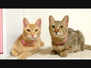 トラねこ5きょうだい（4）1ちゃん4ちゃん 避妊手術をうける