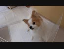 平成最後の日のうちのワンコ（パピヨン）