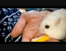 ハムスター飼いました。その69～4月だよ!!平成最後の体重測定だよ!!～