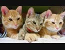 トラねこ5きょうだい（5）2ちゃん3ちゃん5ちゃん 去勢手術をうける