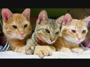 トラねこ5きょうだい（5）2ちゃん3ちゃん5ちゃん 去勢手術をうける