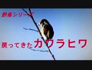 野鳥シリーズ　戻ってきた　カワラヒワ