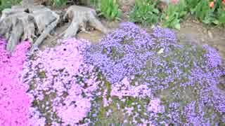 20190428 平成最後のプライベート散歩 藻岩山ロープウェイ付近の道路わきの花壇に咲く花たち