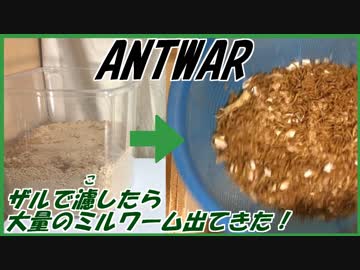 ざるで濾したら大量のミルワームが出てきた・・・。