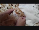 拾いねこ＠生後2488/2455日目　平成最後のアコツキ動画！