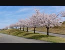 悠久山公園＆越路河川公園の桜 ＠新潟県長岡市 （2019-04-17）