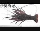 【極貧レシピNo.151】伊勢海老とその料理