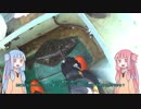 琴葉姉妹と楽しく釣っておいしく食べて　～その１～　【VOICEROIDフィッシング】