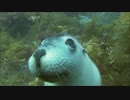 Under the Sea をフィドルで弾いてみた、い