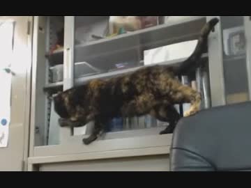 怪盗あずき 2019-05-01