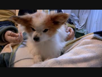 令和を迎えたうちのワンコ（パピヨン）