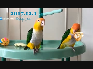 インコでわかるけものフレンズ2