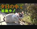 夕日の中で追いかけっこする猫