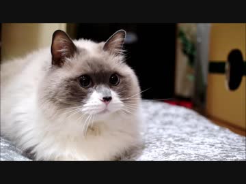 ぼくに無断で模様替えをするにゃ！