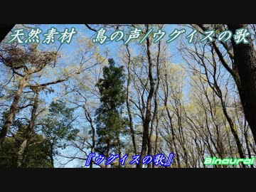 鳥の声・ウグイスの歌（バイノーラル）