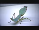 【閲覧注意!!】マルムネカマキリ(幼虫）にゴキブリを与えてみた。（Rhombodera basalis)