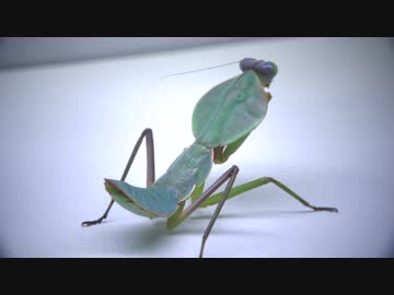 【閲覧注意!!】マルムネカマキリ(幼虫）にゴキブリを与えてみた。（Rhombodera basalis)