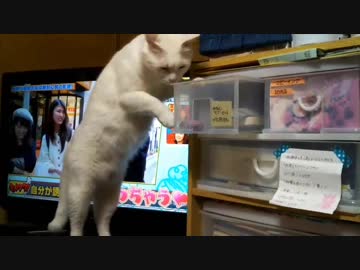 マタタビを取りたい猫とお尻を見せ付けながら去って行く猫