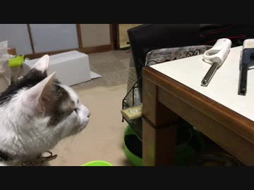 チャッカマンにビビりすぎて、後ろの些細な音にびっくりする猫