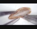 010 タンポポの種を開いてみる 高倍率毛抜き Dr.tweezers Remove hair microscope 毛抜先生 닥터 족집게