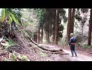険道の倒木を片付けるだけ