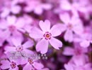 誕生日に贈る言葉～5月2日生まれの独創的なあなたに－聴きものがたり