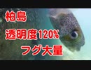 【4K水中撮影】透明度120%の高知県柏島でGoPro入れたらフグがいっぱい！
