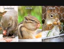 三種のリスがもぐもぐするだけ