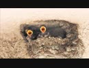 親鳥を待ちわびるツバメの赤ちゃん