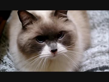 ぼくのことたぬきっていうやつにはたぬきパンチをおみまいするにゃ