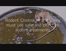 Done Right Rodent Proofing : Rodent Control in Mill Valley, CA