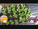 ゆっくり農民105畑を乗っ取ってみませんか?#6
