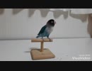 お返事、ご挨拶は可愛くね♪ ボタンインコ
