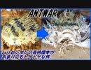 ハリセンボンの骨格標本があまりにもトゲトゲしすぎてた。