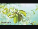 【Lily】緑に萌ゆる桜の木よ【オリジナル】
