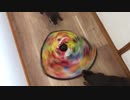 ネコのおもちゃvsカワウソ