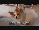 おかわりが欲しくて見つめてくるワンコ（パピヨン）