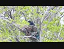 ハンガーを使ったカラスの巣