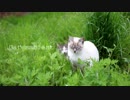 【NNI】catambient【オリジナル】