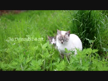 【NNI】catambient【オリジナル】
