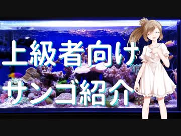 ささらさんのサンゴ紹介【上級者向け】