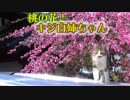 桃の花とキジ白猫～～屋根から降りてくる猫