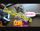 動物を食べたアナコンダみたいになっちゃったこいのぼり。
