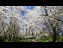 桜の咲く公園(デジカメ撮影)